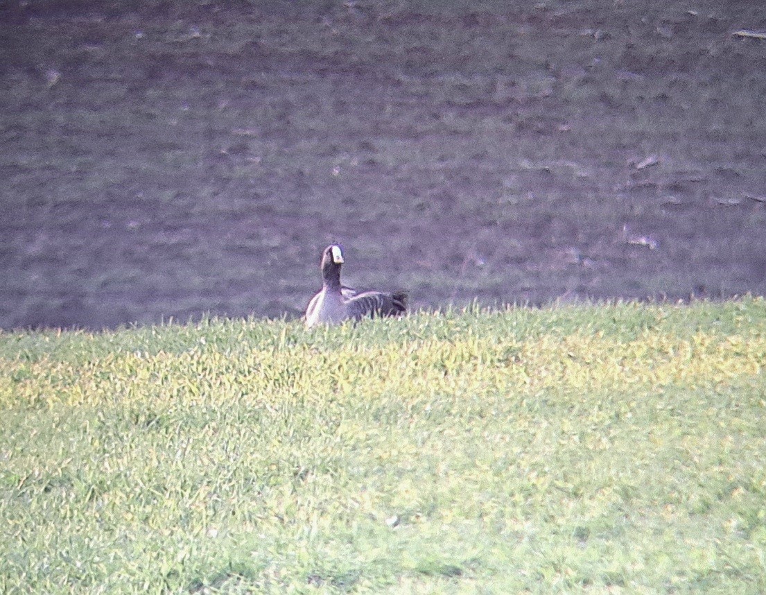 Lesser White-fronted Goose - Carlos Gutierrez-Expósito