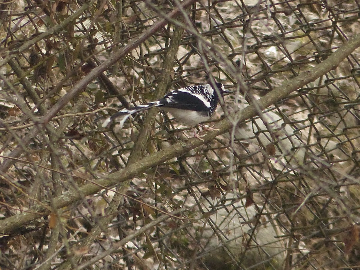 Spotted Forktail - Jenny Bowman