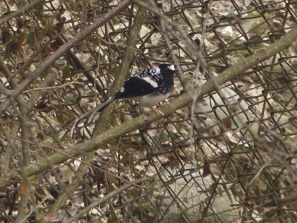 Spotted Forktail - Jenny Bowman