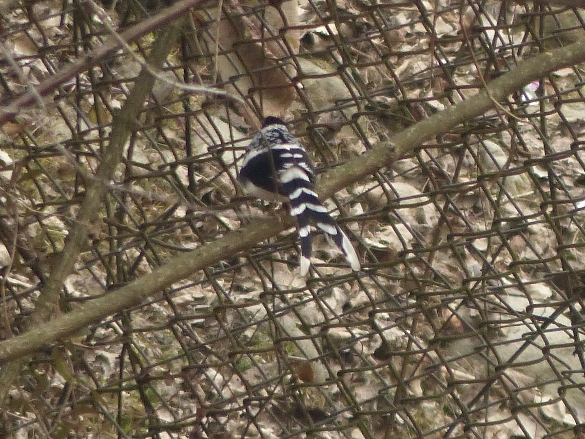 Spotted Forktail - Jenny Bowman