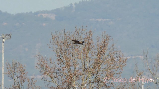 Common Buzzard (Western) - ML616069315