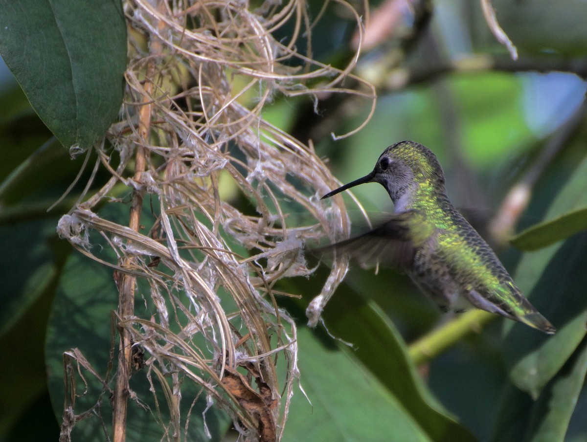 Anna's Hummingbird - ML616069316