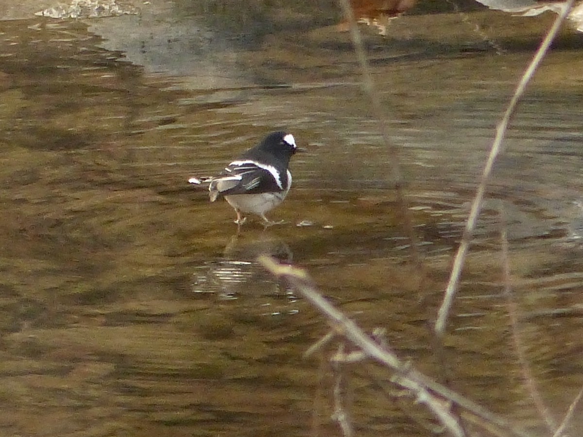 Little Forktail - Jenny Bowman