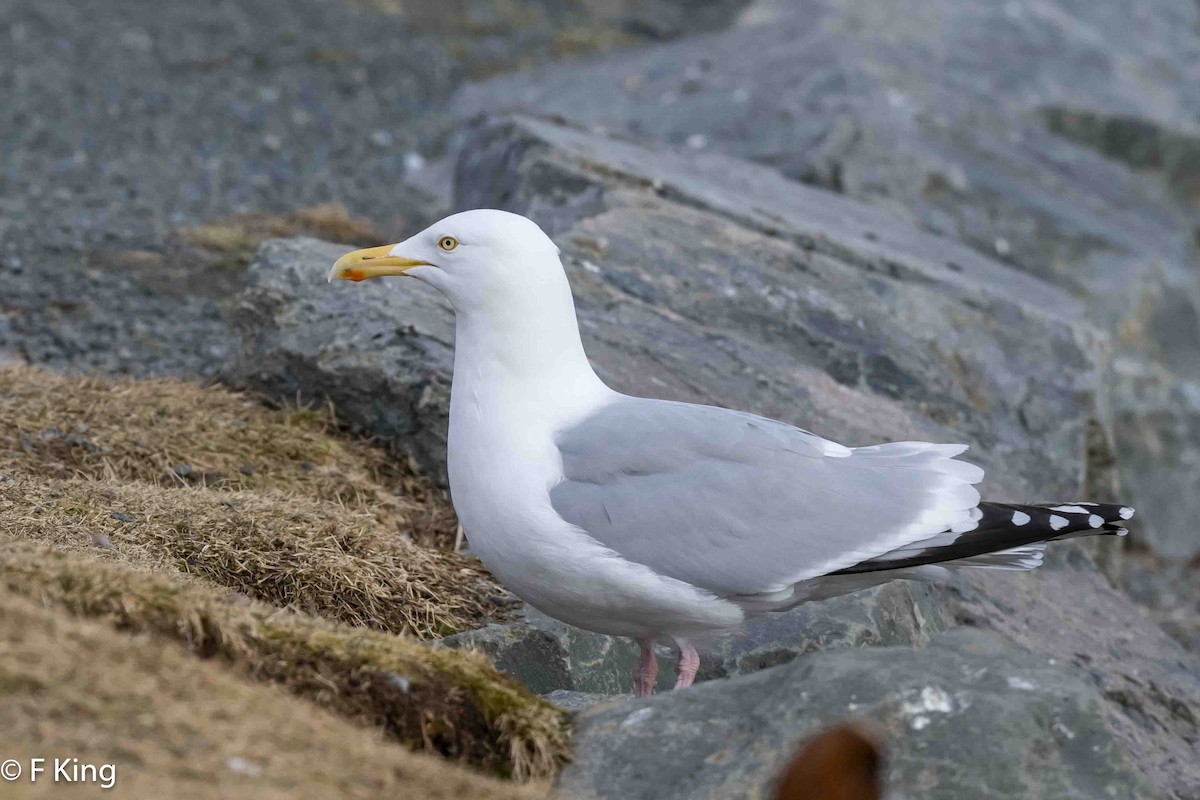 Herring Gull - ML616069349