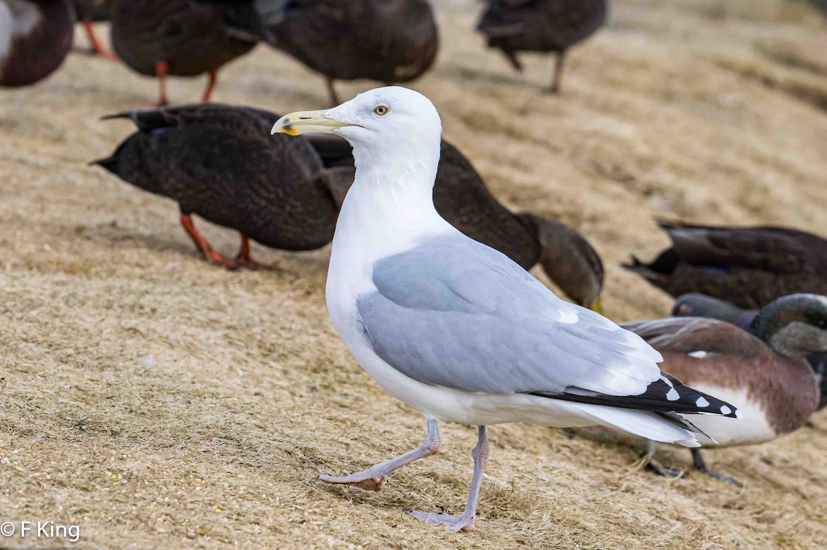 Herring Gull - ML616069350