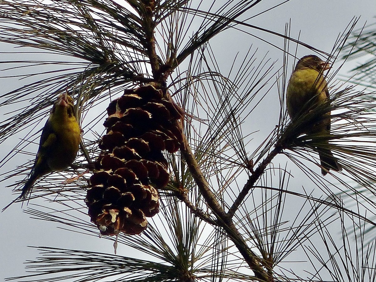 Yellow-breasted Greenfinch - Jenny Bowman