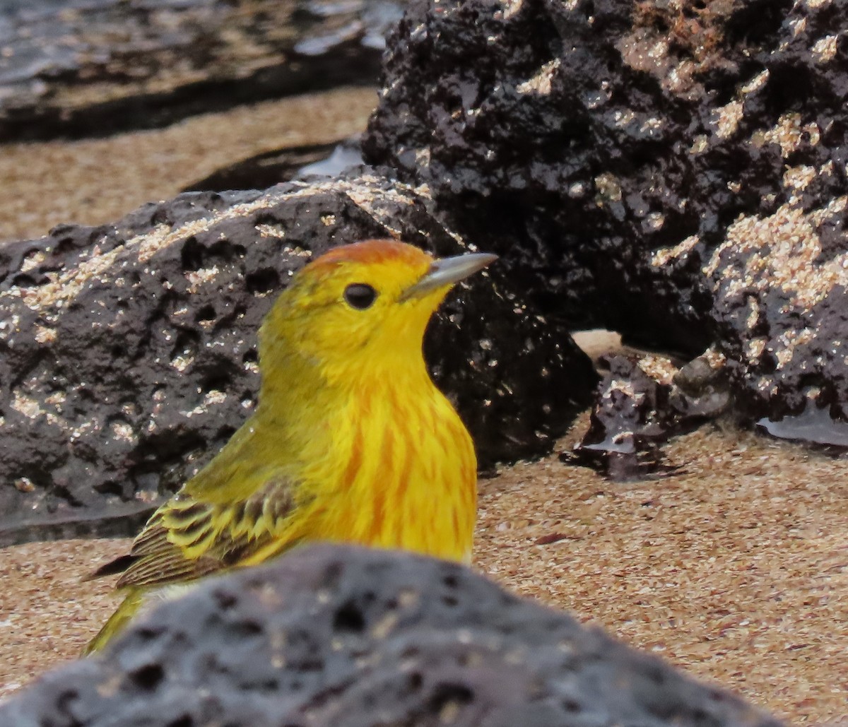 Northern/Mangrove Yellow Warbler - ML616069401