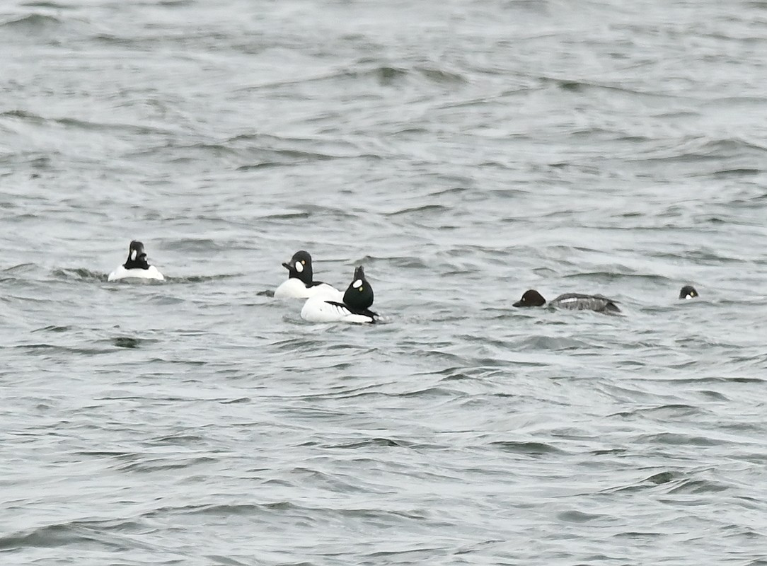 Common Goldeneye - ML616069415