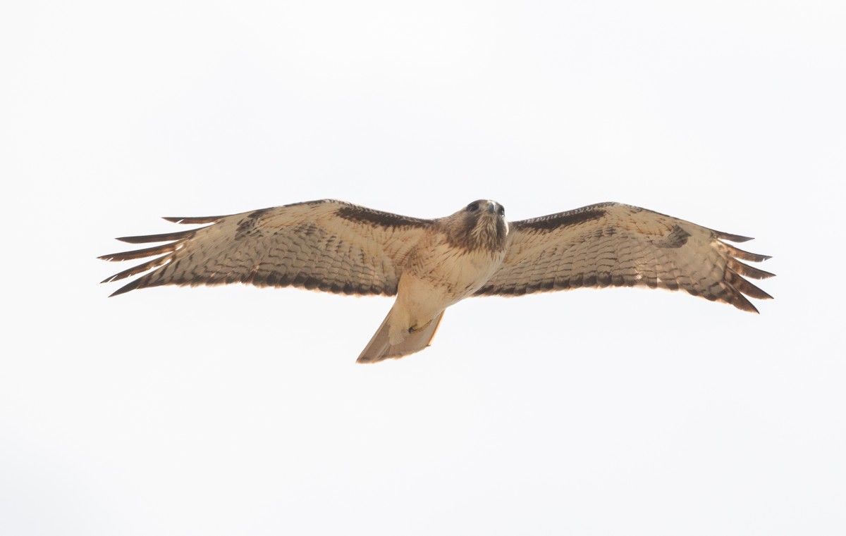 Red-tailed Hawk - Nick Pulcinella