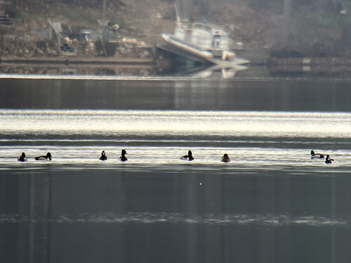 Ring-necked Duck - ML616069429