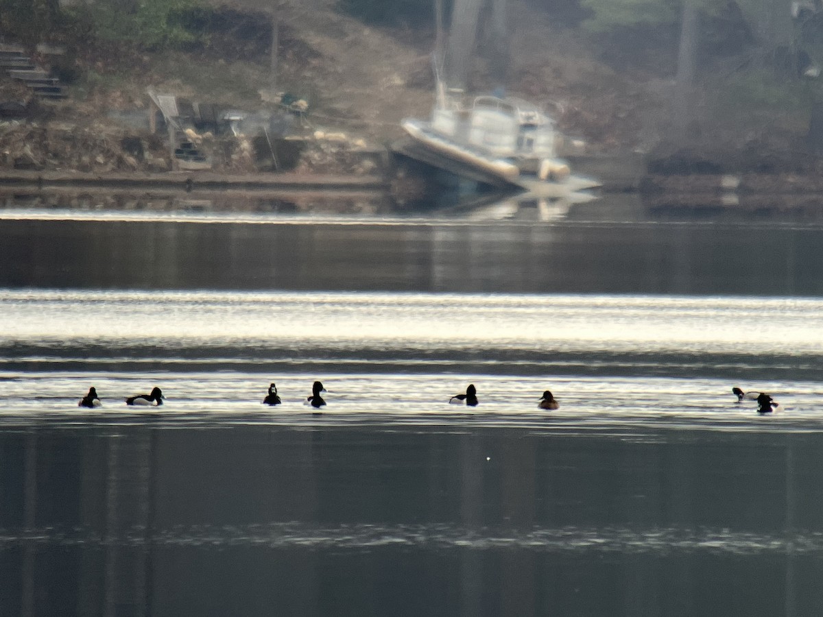 Ring-necked Duck - ML616069430