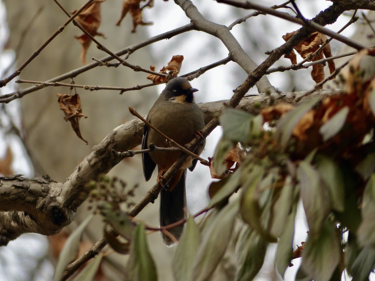 Variegated Laughingthrush - Jenny Bowman