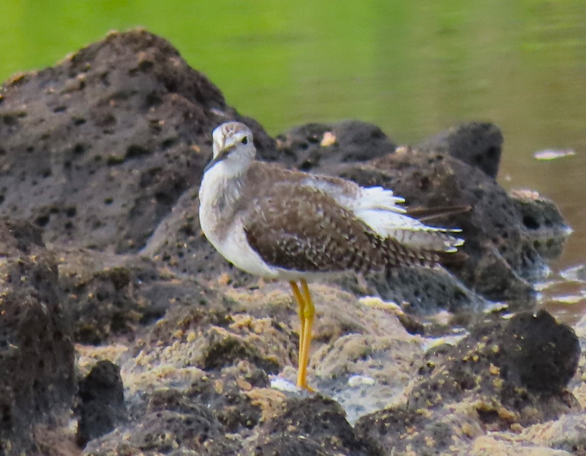 Lesser Yellowlegs - ML616069448