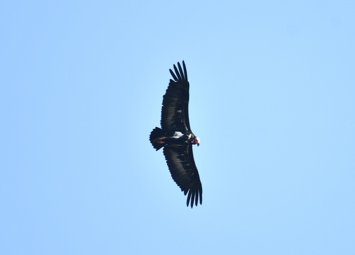 Red-headed Vulture - ML616069473