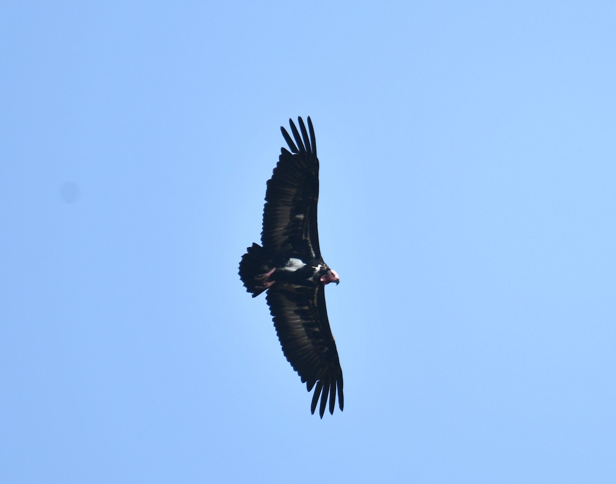Red-headed Vulture - ML616069488