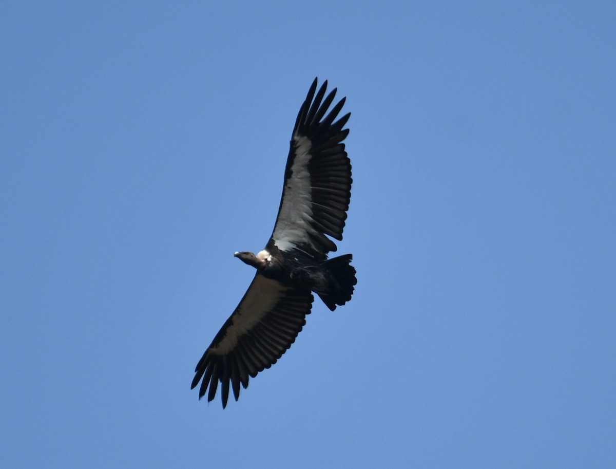 White-rumped Vulture - ML616069595