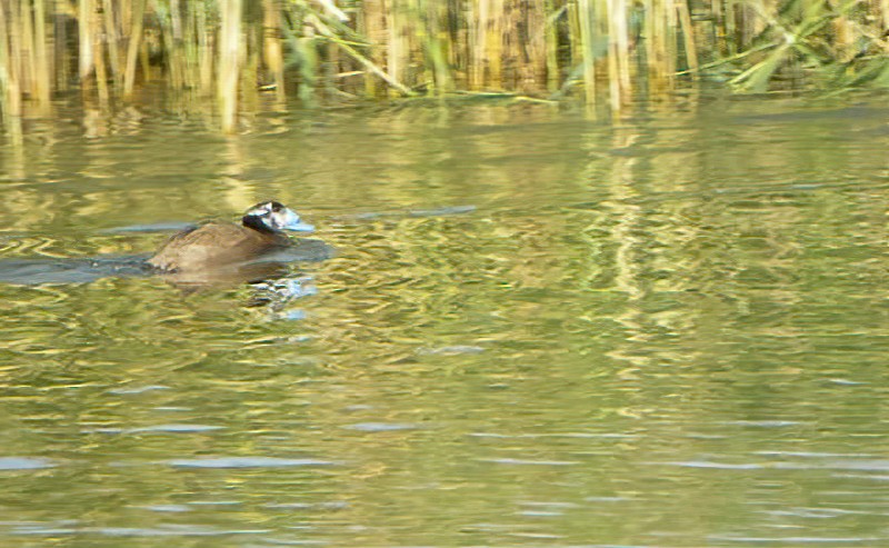 White-headed Duck - ML616069596