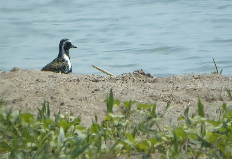 Pacific Golden-Plover - ML616069599