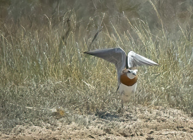 Caspian Plover - ML616069601