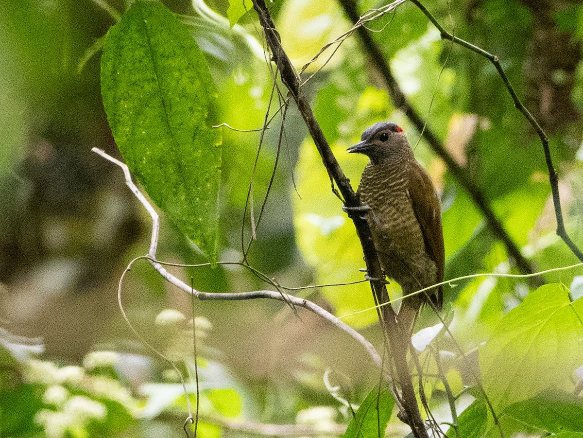 Golden-olive Woodpecker - Scott Stafford