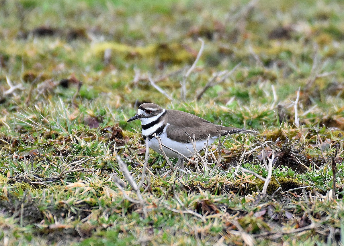 Killdeer - ML616069778