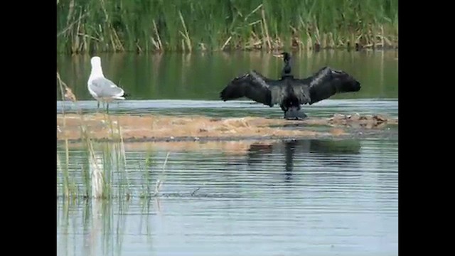 Cormorán Grande (euroasiático) - ML616069786