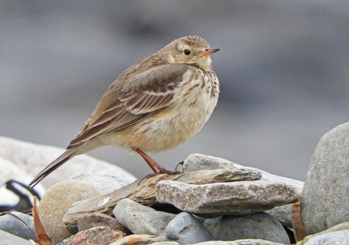 American Pipit - Ray Wershler