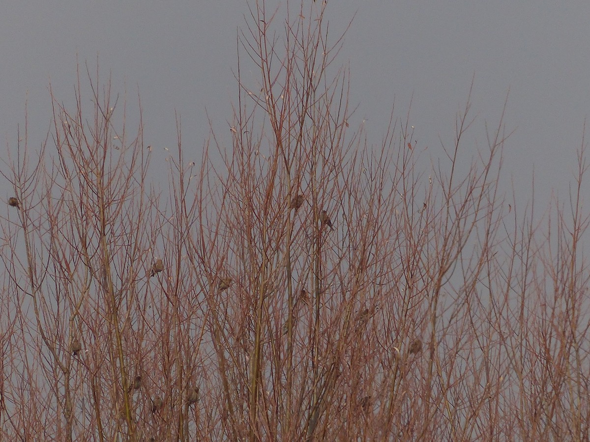 Plain Mountain Finch - ML616069799