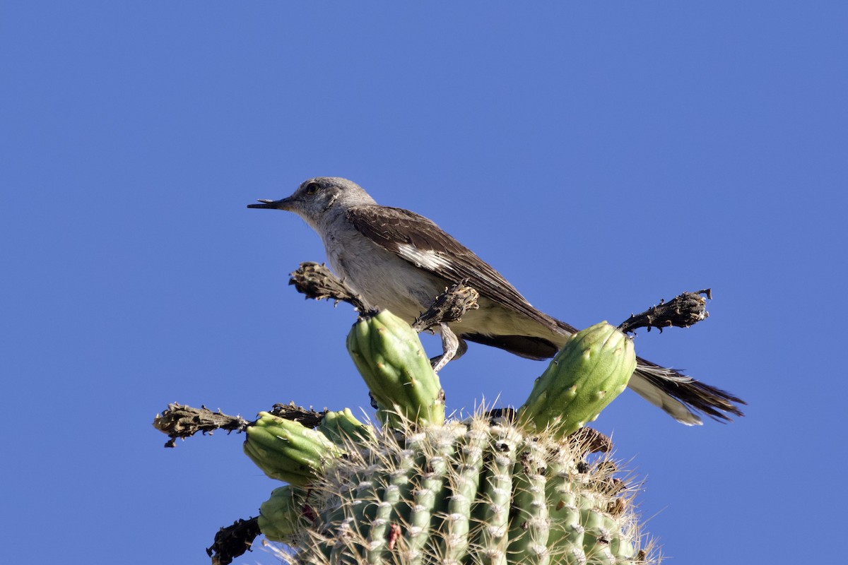 Northern Mockingbird - ML616069879