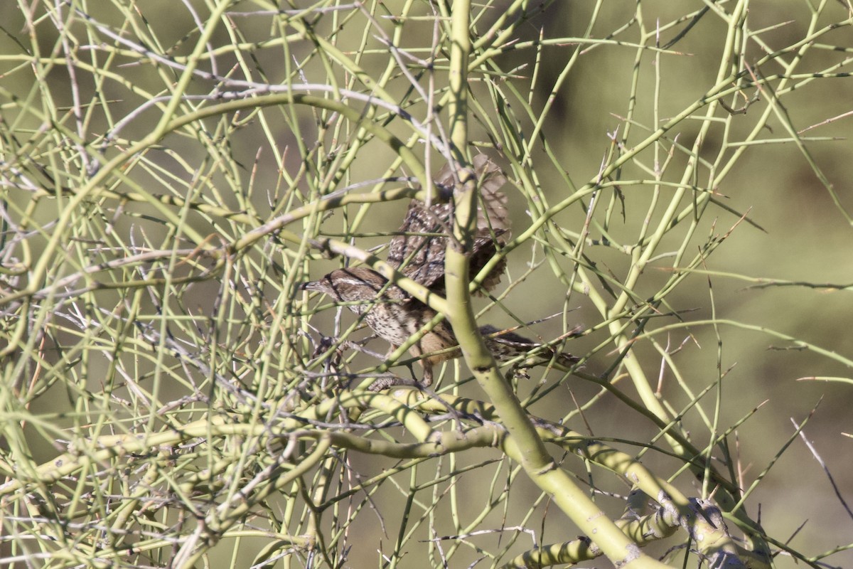Cactus Wren - ML616069884