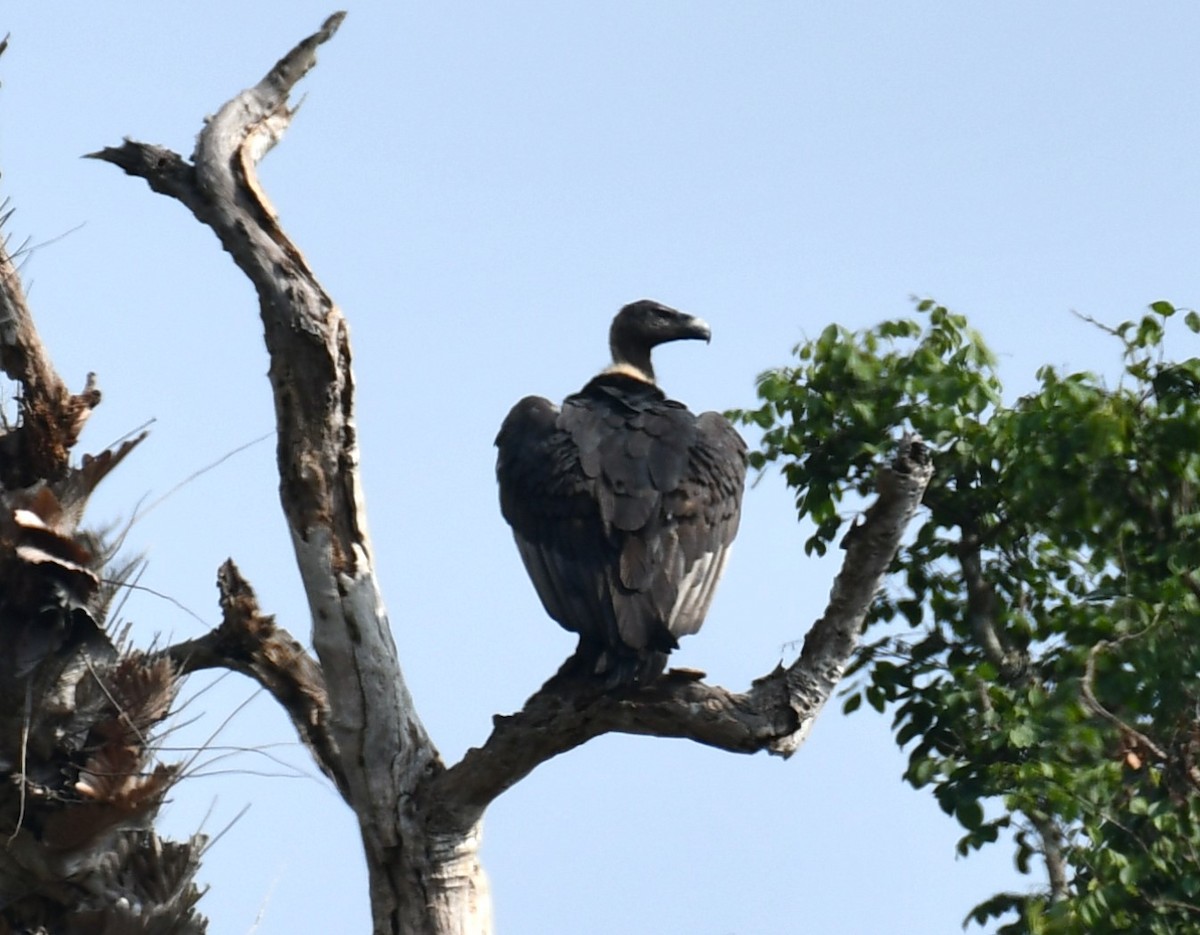 White-rumped Vulture - ML616069889