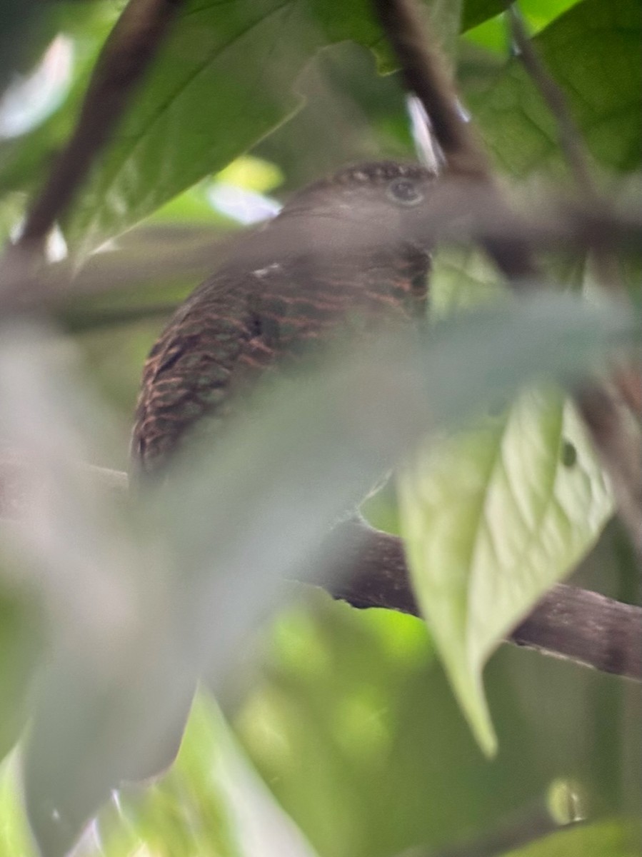 Dideric Cuckoo - ML616069898