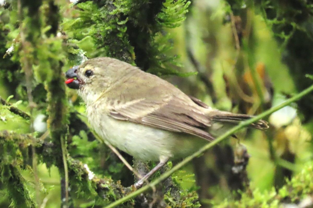 Small Tree-Finch - ML616069905