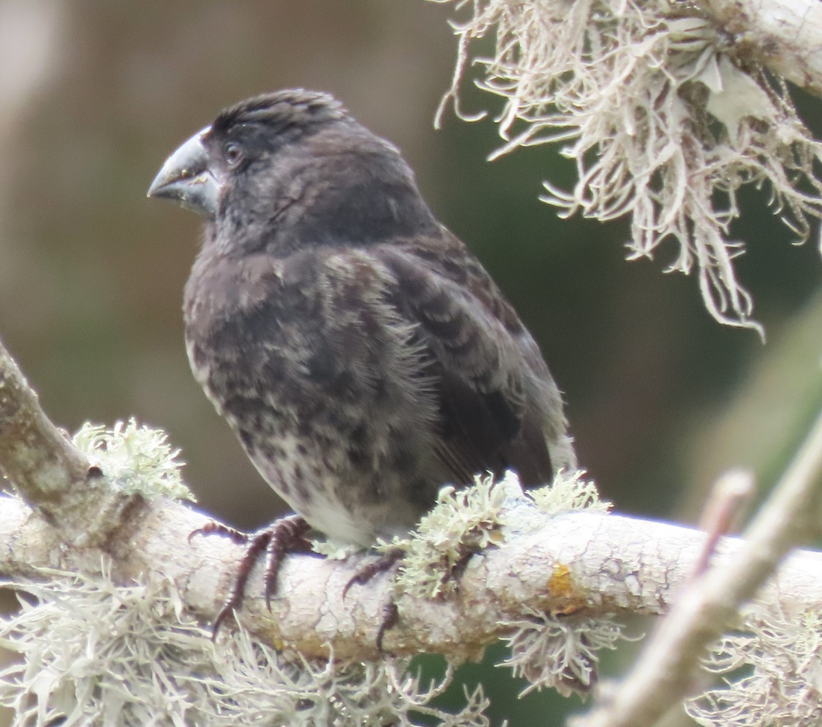 Small Tree-Finch - ML616069917