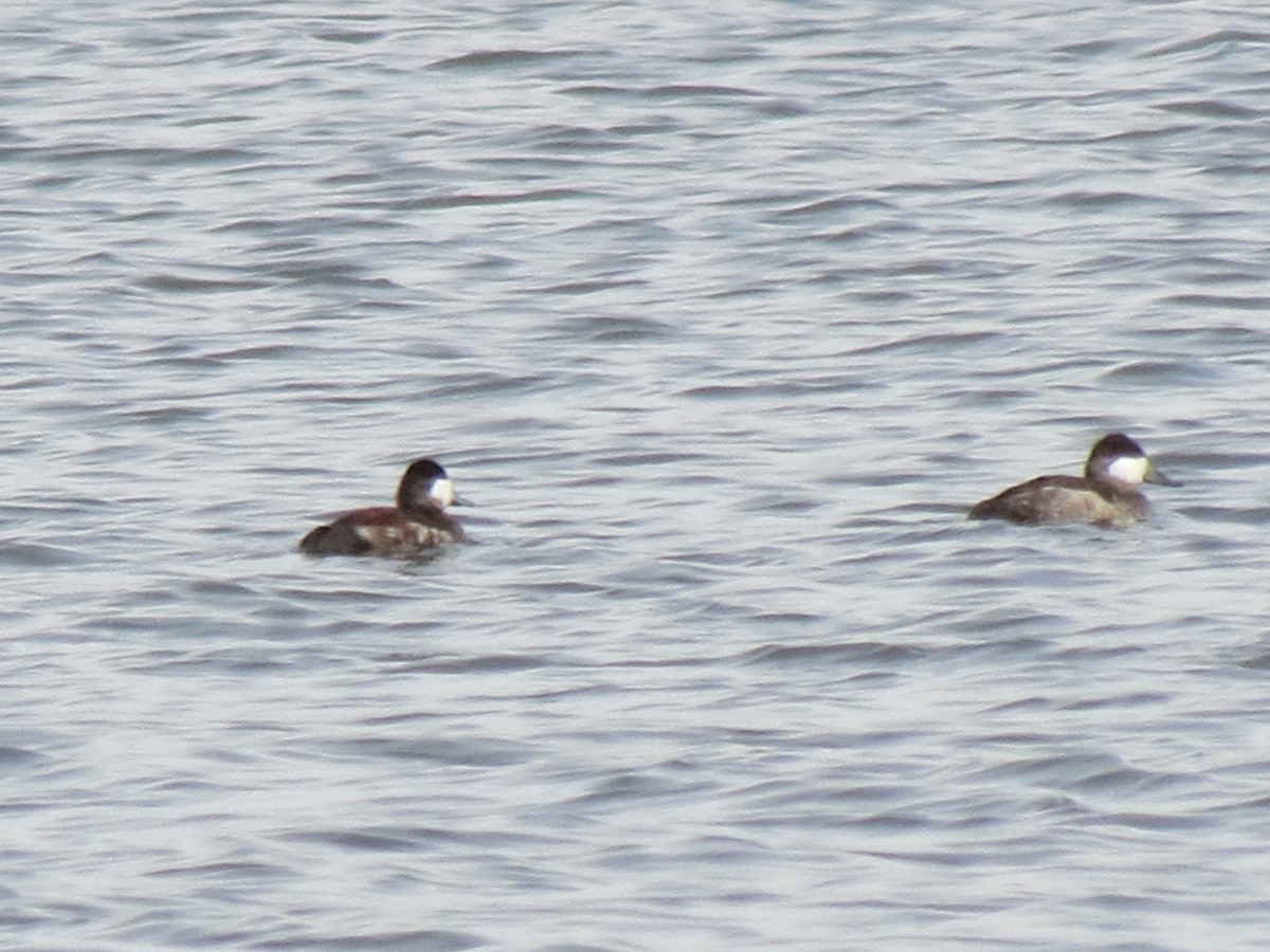 Ruddy Duck - ML616069988