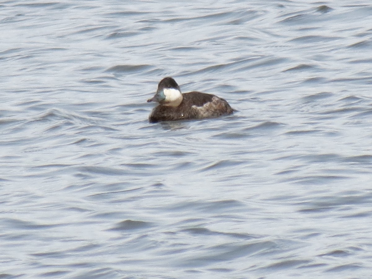 Ruddy Duck - ML616069993