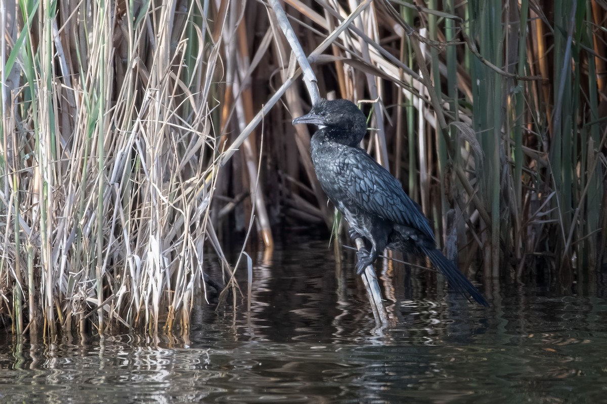 Pygmy Cormorant - Marc Cutrina