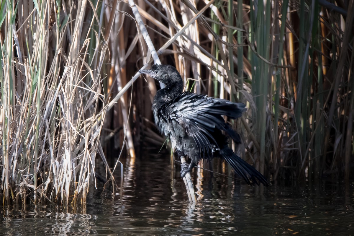 Pygmy Cormorant - ML616070016