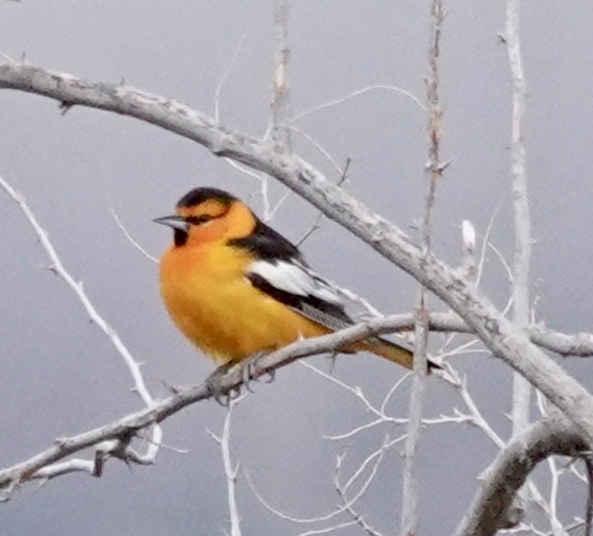 Oriole de Bullock - ML616070019