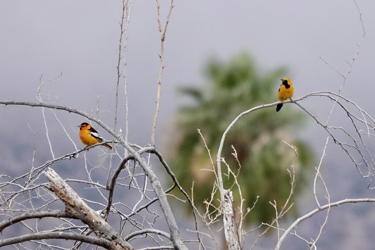 Bullock's Oriole - ML616070020