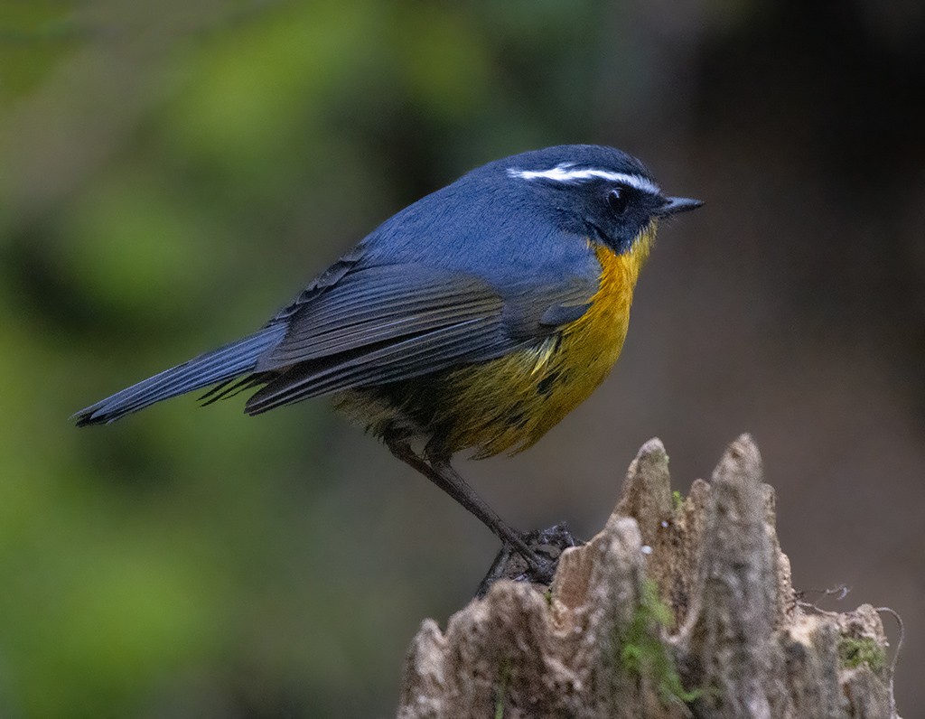 White-browed Bush-Robin - ML616070023