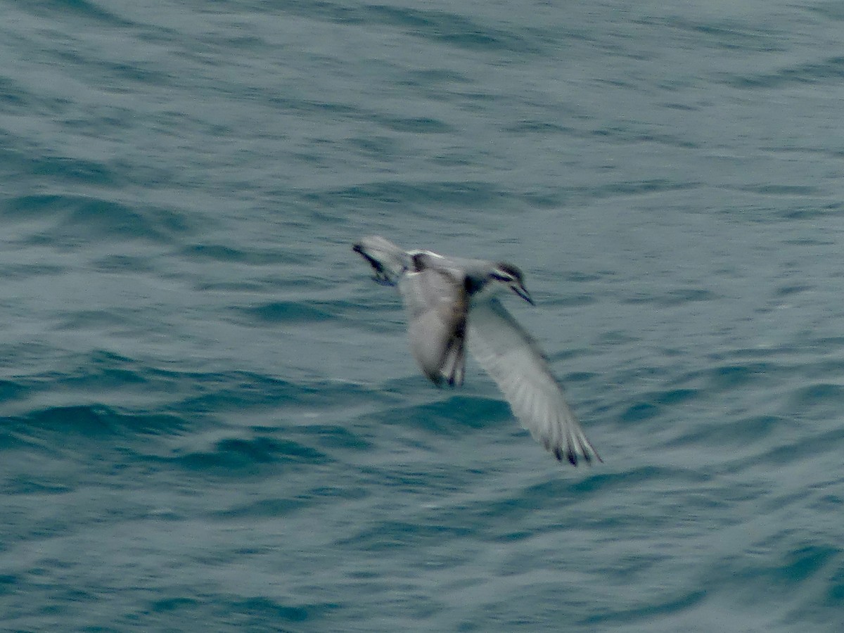 Antarctic Prion - Charles Duncan