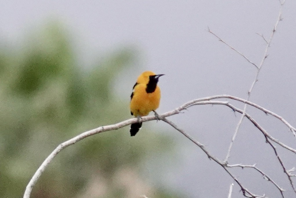 Hooded Oriole - ML616070040