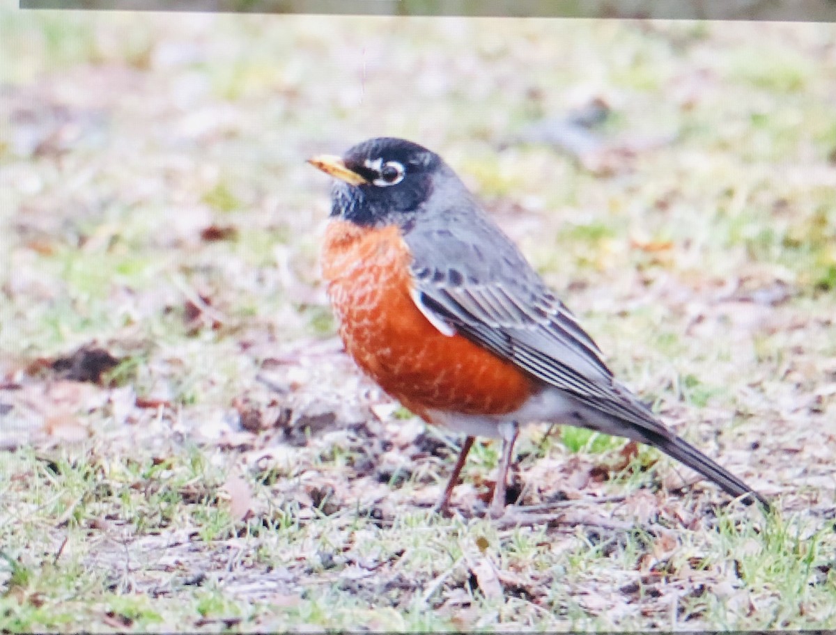 American Robin - ML616070142