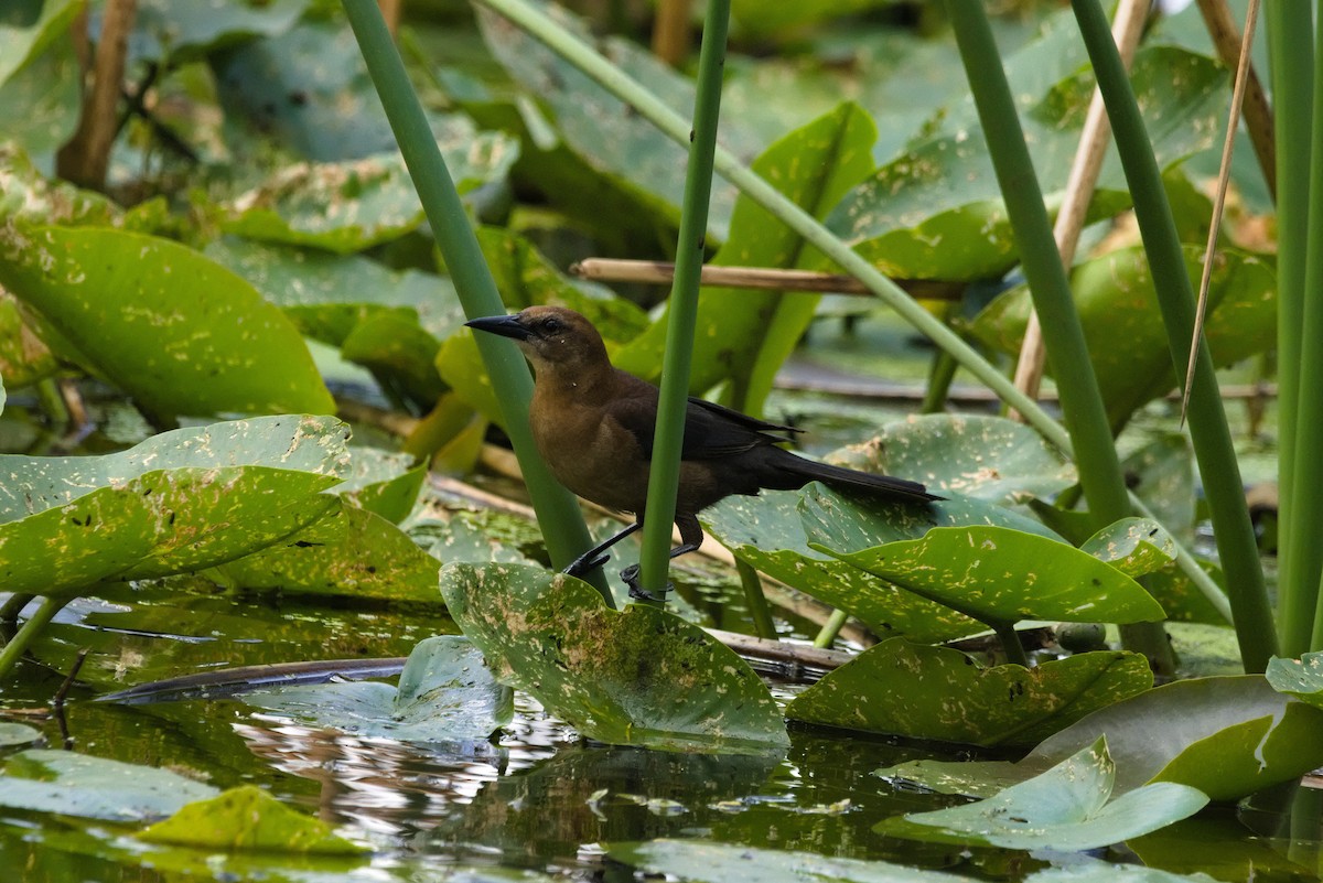 vlhovec člunoocasý (ssp. westoni) - ML616070194