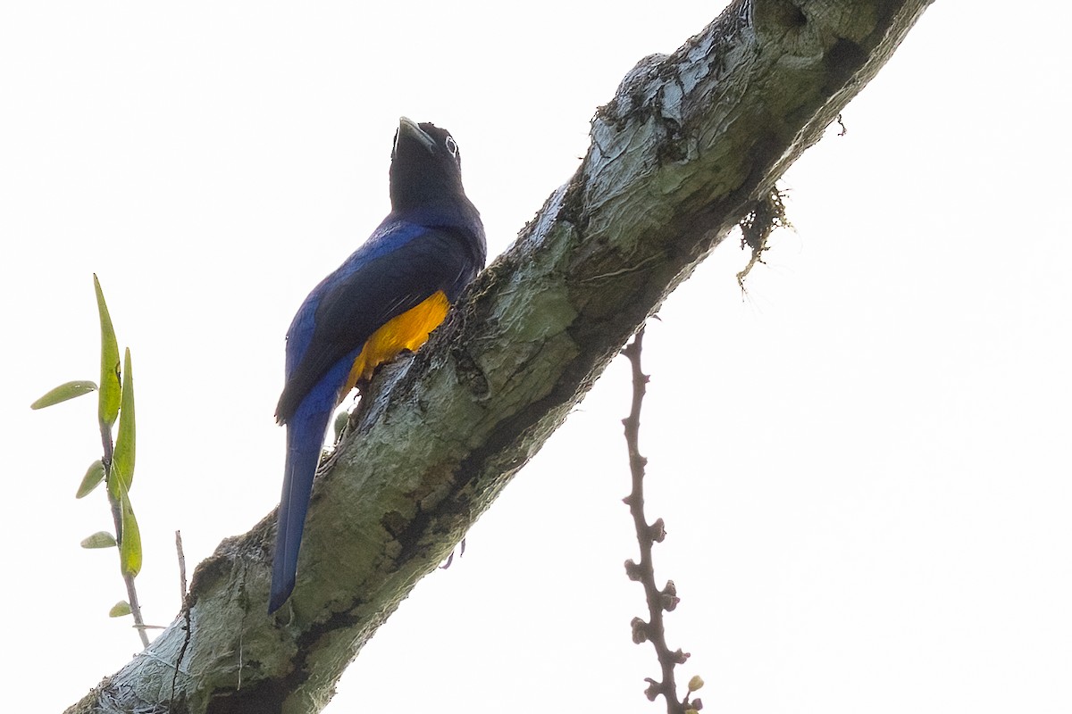 White-tailed Trogon - ML616070195