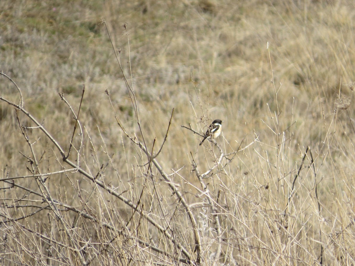 European Stonechat - ML616070209