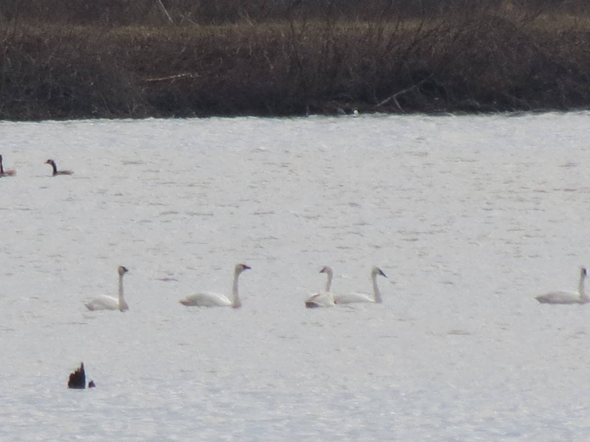 Tundra Swan - ML616070233