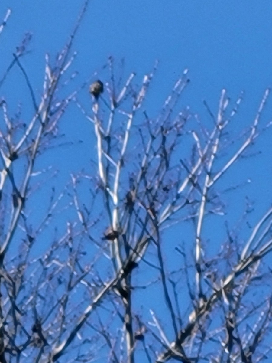 Eastern Phoebe - ML616070256