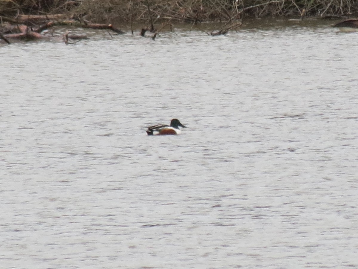 Northern Shoveler - ML616070297